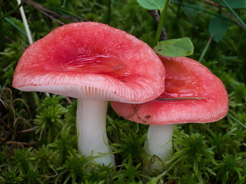 Russula emetica